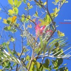 Grevillea banksii Gre?villaire rouge  Proteaceae Pot envahissante 501.jpeg